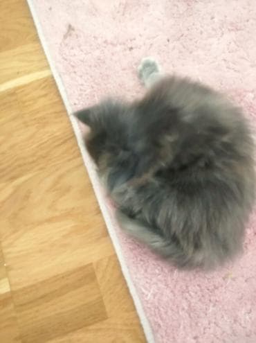 pişik geyimleri: Yaxşı əllərə — 1