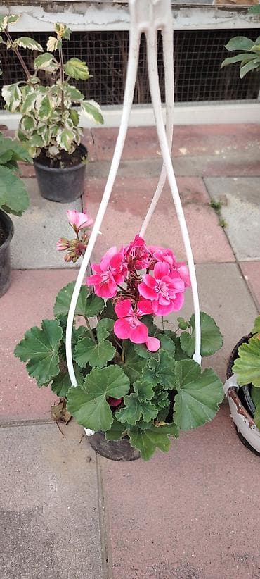 geran gulu haqqinda: Pelargonium (qərənfilgülü) kolleksiyası – müxtəlif sortlar - Çiçək — 5