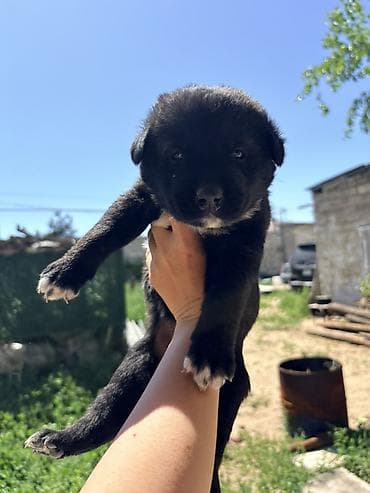 anadolu çoban iti: Kanqal, 1 ay — 1