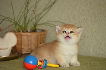 Akvariumlar: Открыта бронь на британских котят золотого окраса. Котята — 8