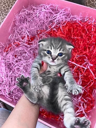 Digər heyvanlar: Şotland, Erkək, Dişi, Yaxşı əllərə, Ünvandan götürmə, Pulsuz çatdırılma, Ödənişli çatdırılma — 5