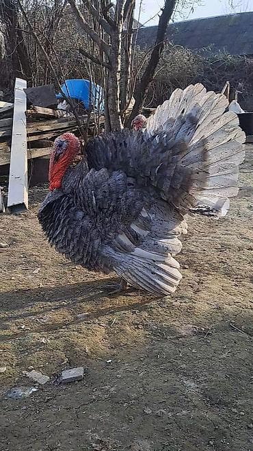 cins ineklerin satisi: Erkək, Damazlıq — 7