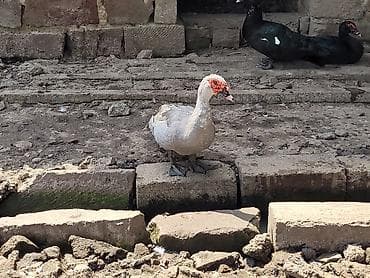 qafqaz coban itləri: 3 ədəd 2 erkək 1 dişi anaş. təmiz gözəl şəkildəki ördəklər — 5