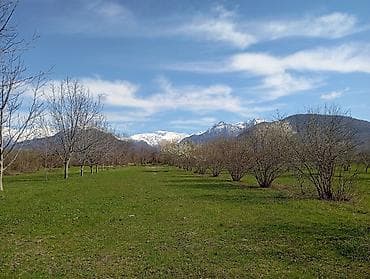 1 sot neçe metrdir: Kənd təsərrüfatı — 6