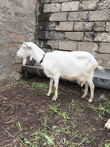 keçi çəpiş: Təmiz orginal Sani keçilər 2 ana 3 bala südlü keçilərdi real alıcılar — 2