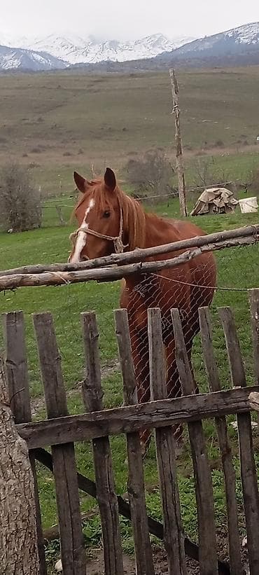 mal bazari: Erkək, il: 4, Ünvandan götürmə — 2