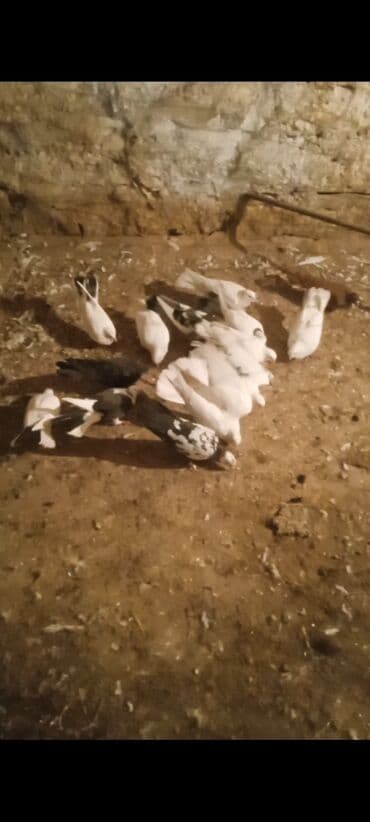 goyercin yuvasi satilir: 15 edət quşdu 3m50.qepiy kom alana — 1