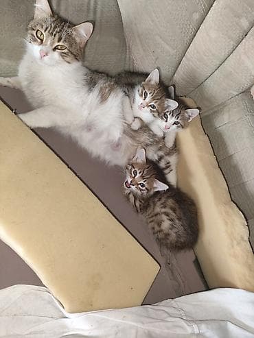 Yaxşı əllərə — 1