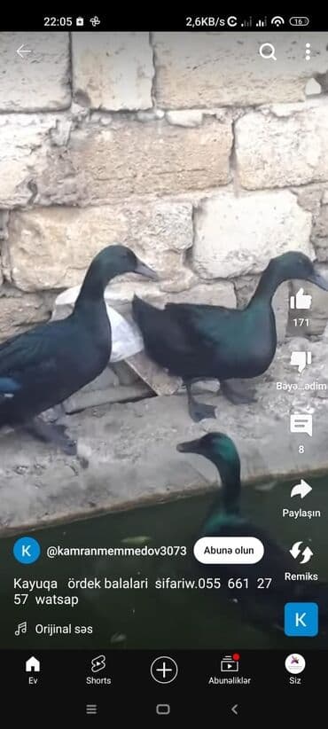 zümrüd ördək: Tek 100 ayam zemani cut 200m .qap — 20