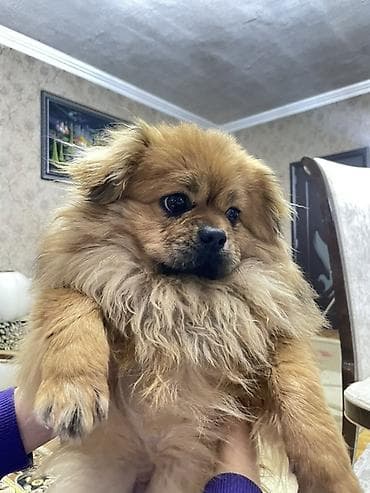 Şpitz, 11 ay, Erkek