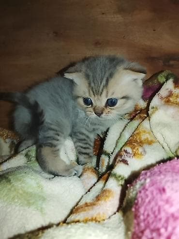 avcarka balaları: Britan — 7