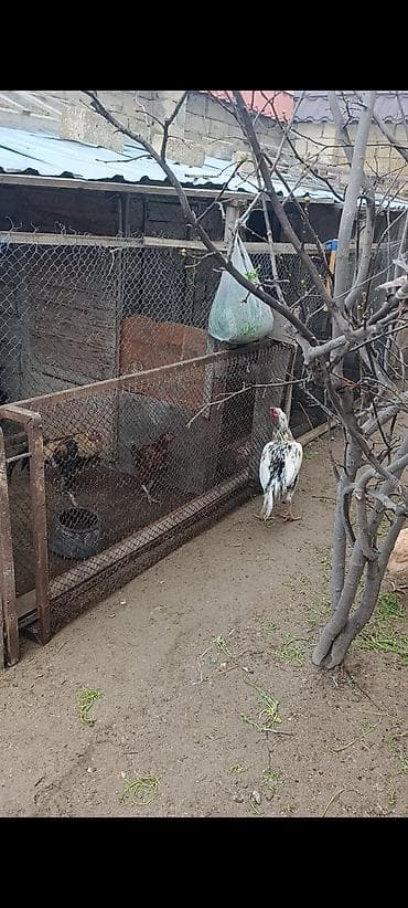 Salam tam saglam 1 yas yarimliq heyrati xoruz satılır