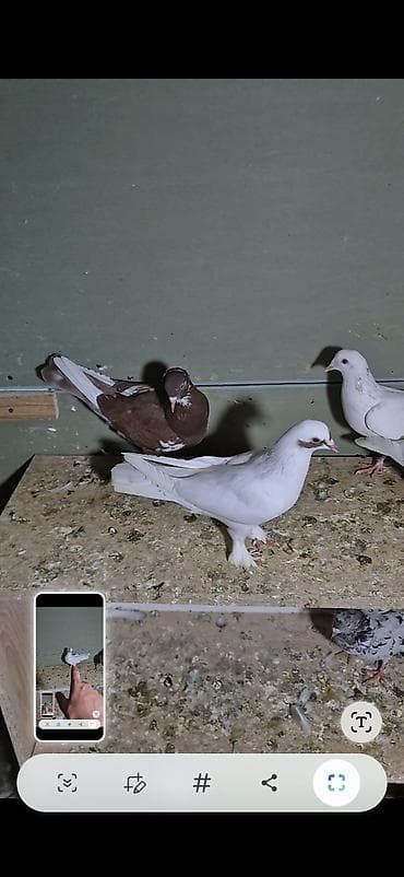 arpa bugda satisi: Salam olsun hər kəsə 6dənə tutulma heyvanlardı 6sı 70 manat ünvan bakı — 4