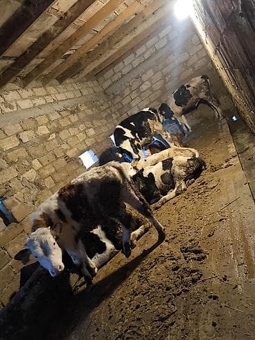 sud veren keci: Südlük inək – iri sağım məməsi, dördnipelli udder quruluşu - Cins — 6