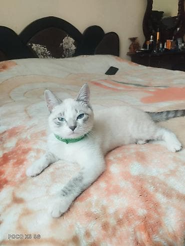 ev heyvanlari satisi: Şotland, Yaxşı əllərə — 4