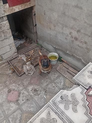 adamcil itler: Belçika çoban iti, Peyvəndli — 3