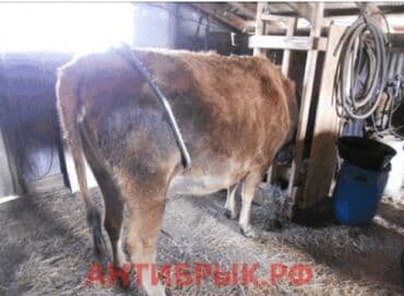 Anti brık Tekmesavar Heyvanların təkmə atmasinin qarşısını alır