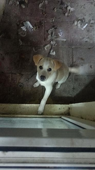 azerbaycanda it adlari: Sevimli balaca it balası - Cins: qarışıq (kiçik–orta ölçülü) - Rəng — 2