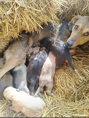 balaca sirin itler: Ünvandan götürmə — 1