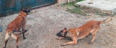 Gəmiricilər: Belçika çoban iti, 11 ay, Erkek, Ünvandan götürmə — 2