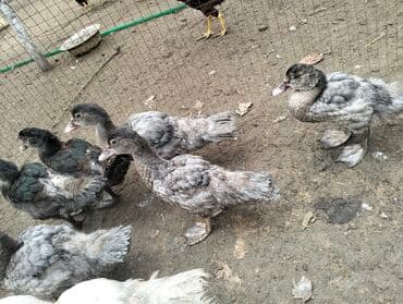 lal ördekler: Məhsul: Misk ördəkləri (indi gənc ördəklər) - Rəng: Boz-gümüşü — 1