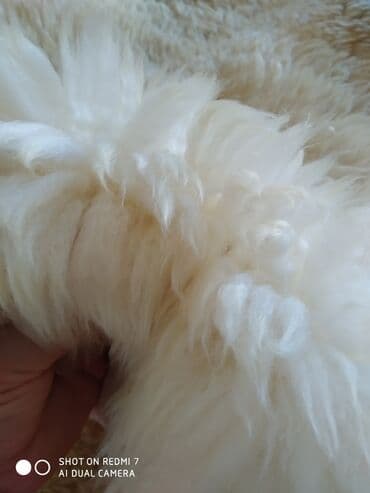 sebeke dekor: Мерино длинна 1,20 длинна шерсти 5-6 см куплен в Германии есть — 1