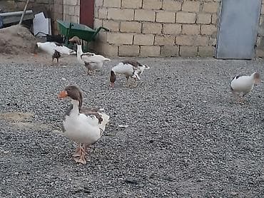 quru corek: Qazlar satılır – Yerli qaz qarışıq rəngli (ağ, boz-qara ləkəli) yerli — 2