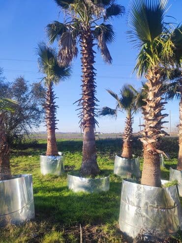 lipa ağacı: Palmalar satilir 2000nen3000manatacqeder — 4