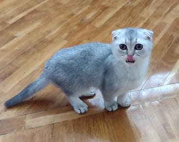 K/t heyvanları və malları: Şotland, Ünvandan götürmə — 4