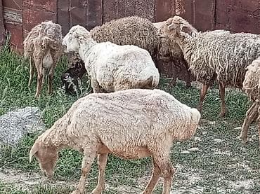 halep kecisi satilir: Ətlik də var Boğazda 130 manatdan qiymət dəyişir 280 Manata kimi — 2