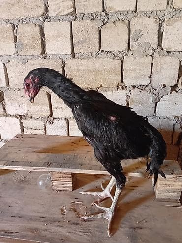Toyuq cücələri, Damazlıq