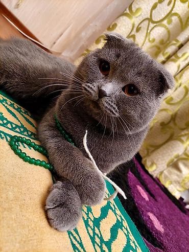 şotlant pişiyi: Şotland yastı qulaq, Erkək, Ünvandan götürmə — 3