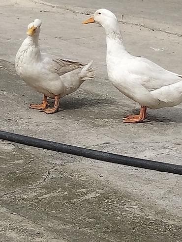 Dişi, Damazlıq, Ünvandan götürmə