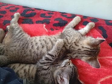 pitbull sekilleri: Tabbi, Yaxşı əllərə — 3