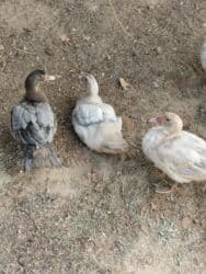 ruan ördəyi: Başlıq: Lal ördek satılı Açıqlama: Lal ördək (muscovy) satılır — 3