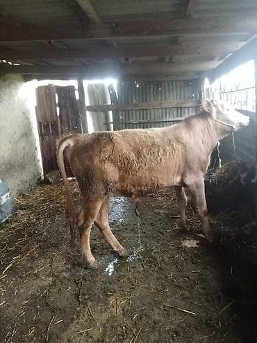 pekines it satisi: Riyal alci zengin vursun super erki dandi ünvan celilibada isdəyən — 5