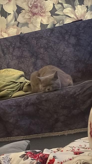 Собаки: Британская, Самец, Для вязки — 10