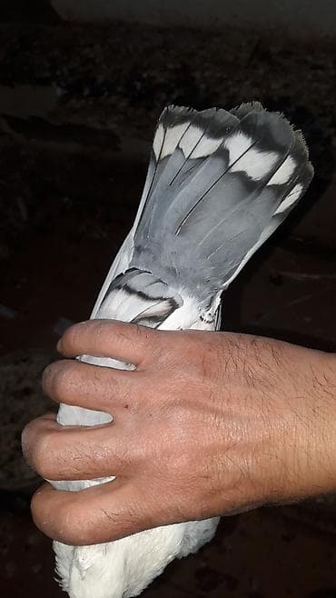 Hunkari maya ax lentali tekti bala vermiw quwtu — 5