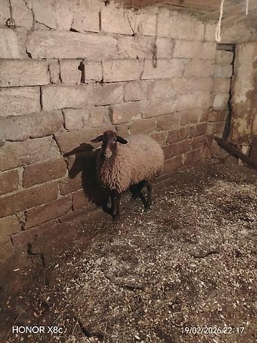 heyvan bazari keci: Satılır 1 qarın doğub şişək di boğaz olub olmağını bilmirəm qoç içində — 6