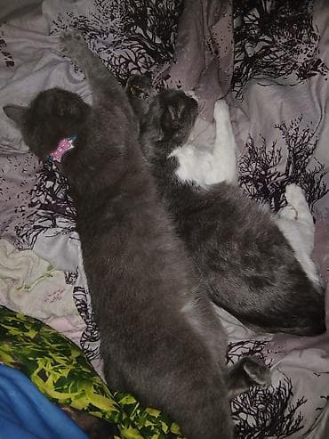 британская голубая кошка: Русская голубая — 3