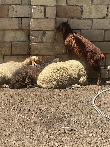 Ягнята: Qoyun və quzu sürüsü - Şəkillərdə görünən yerli cinslərdən ibarət at lalafo.az — 4 Ягнята: Qoyun və quzu sürüsü - Şəkillərdə görünən yerli cinslərdən ibarət — 4