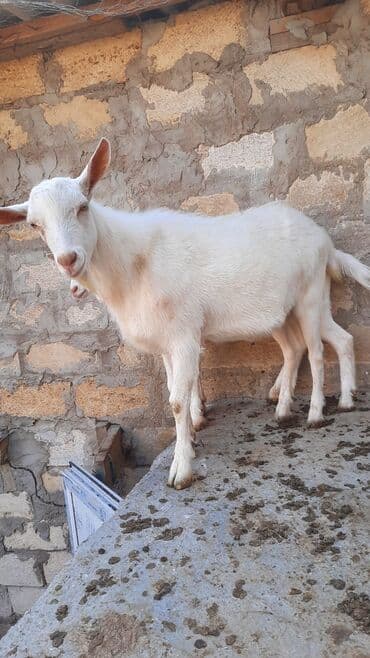 sort keciler: Erkək, Zanen, il: 9, 43 kq, Damazlıq, Ünvandan götürmə — 6