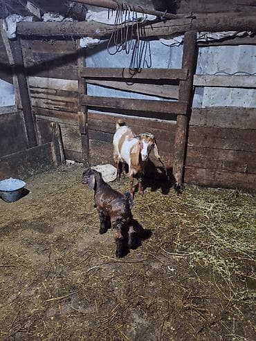 Hələb keçdi balsı erkədi balada hələbdi südlü keçdi 2ci qarınıdı