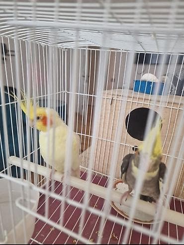 yem qabi: Nymph paraketlər (kakadula) dəsti - Növ: Nymph paraket (cockatiel) - — 1