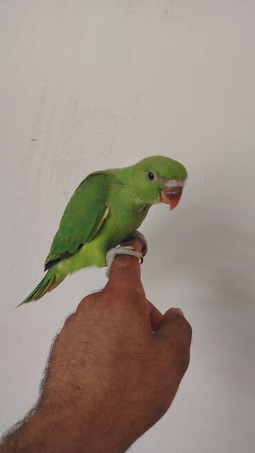 arpa qiyməti: Yaşıl tutuquşu orjelya təklif olunur. Saglam 8 aylıq balalardı — 4