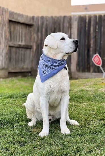 лабрадор купить: Labrador-retriver, 2 ay, Erkek, Peyvəndli — 7