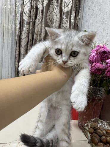 мейн кун купить в баку: Amerikan Shorthair — 6