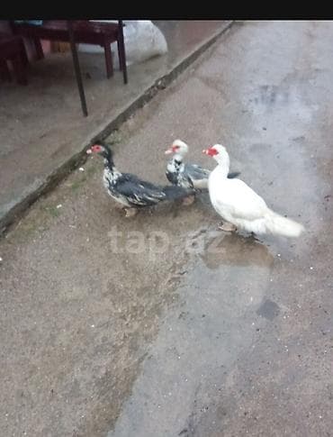 lal ördək haqqında: Iki maya bir erkey 60manat qiymet üç ayidi Təsvir: - Cins — 1