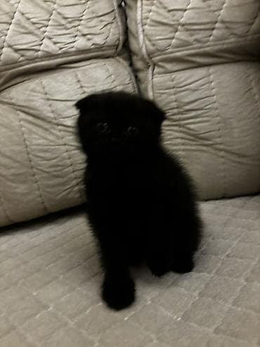 pişik ucun tualet: Şotland — 7