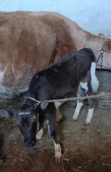 disi danalar: Salam yanindaki balasi 3cu balasıdı. Balasi ivanovka cinsidi. 3 ay — 5
